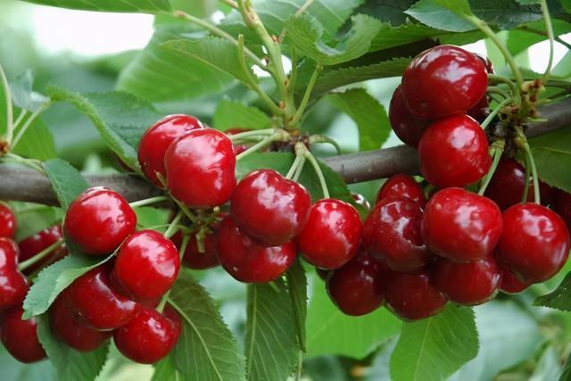 晚上吃的 13 种最佳食物（来自健康教练的建议）