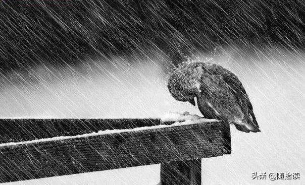 风雨哈佛路简介