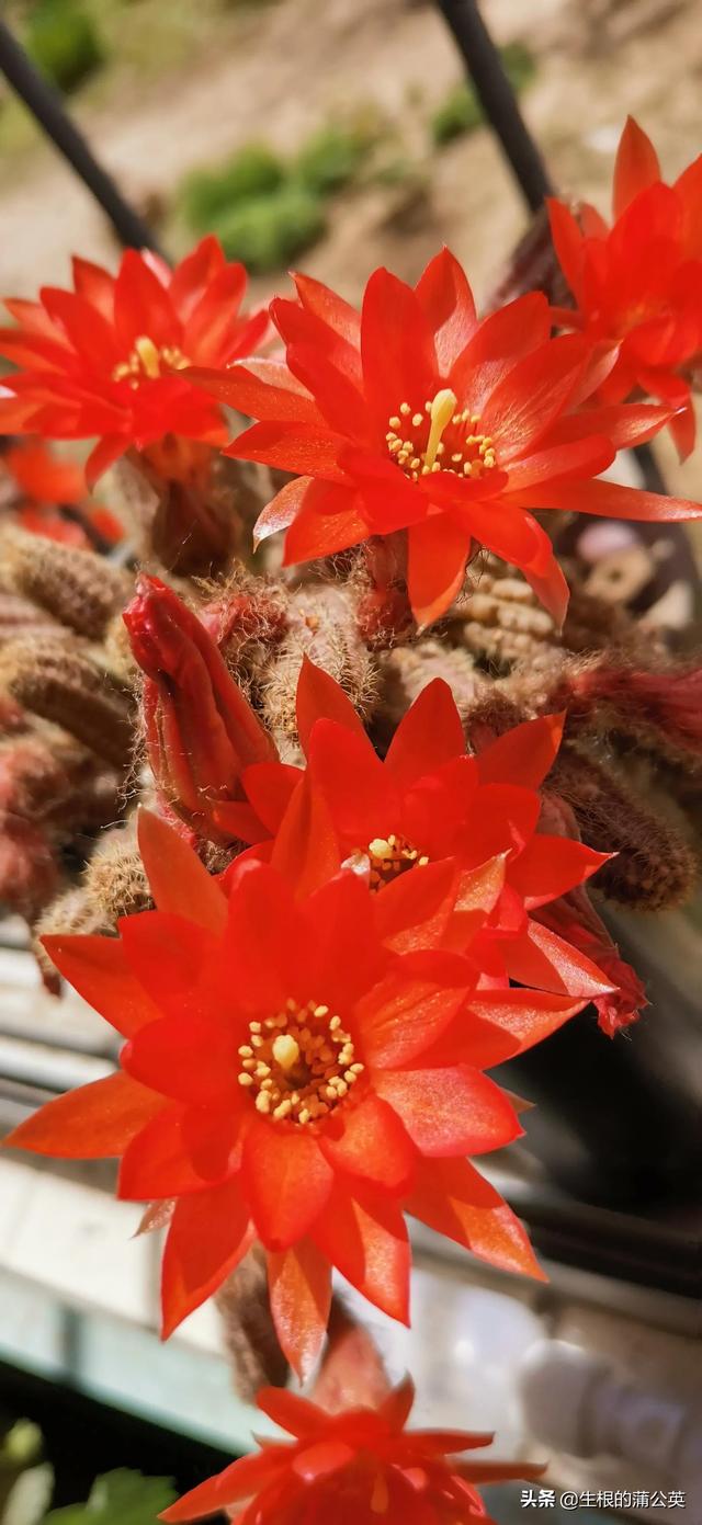 怎样养白檀才能花开不断呢 来看看我的一点心得吧 全网搜