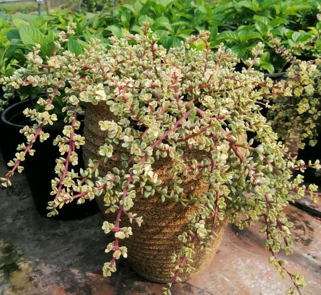 多肉植物种类 多肉植物种类（多肉植物种类介绍） 生活