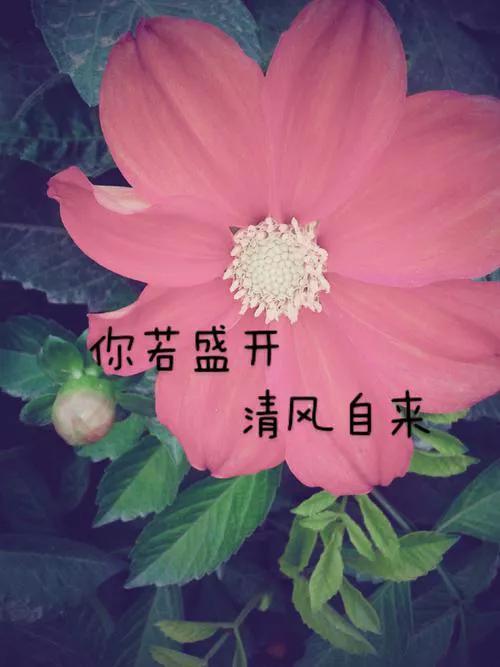 你若盛开，清风自来