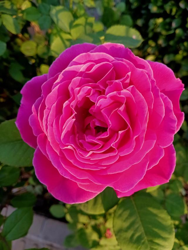 花开时节尽芬芳