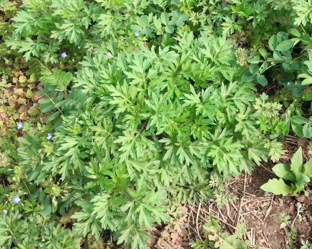 清明前后，建议女性朋友多吃艾草，教你6种营养做法，常吃身体棒