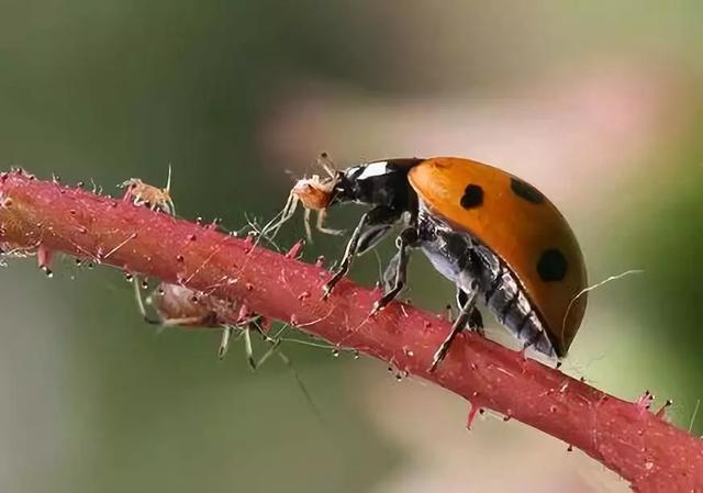 「解读」中国生物农药管理法规特点3