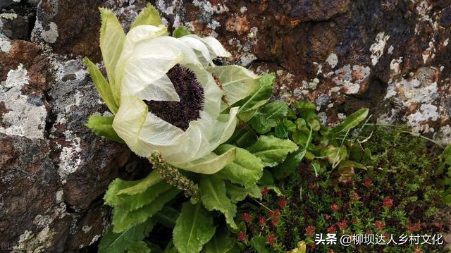 天山雪莲花