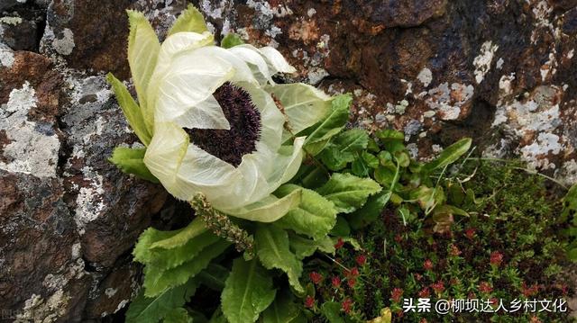 天山雪莲花