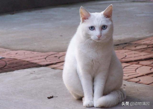 安哥拉猫 安哥拉猫（土耳其安哥拉猫） 动物