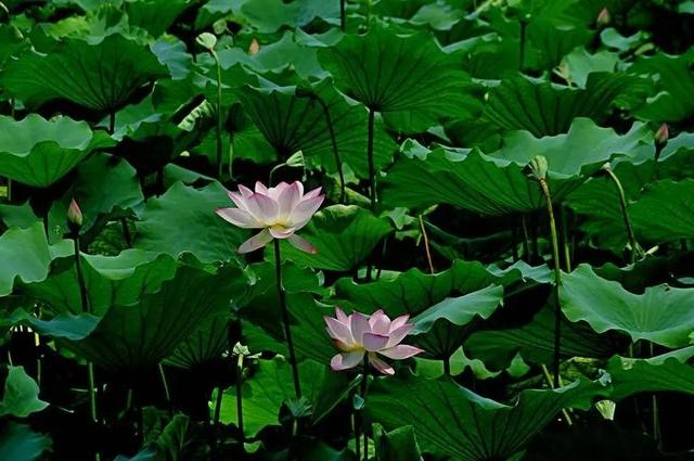 “千补万补，不如立夏一补”！立夏多吃这6种食物，健康一整年