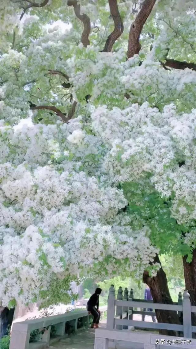 山东树王 千年流苏