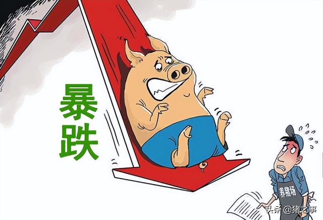 果然！猪价“冲高回落”，会大幅回落到上涨前吗？对此你怎么看？
