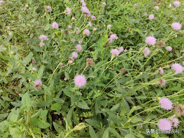 果园荒地专用除草剂配方，超过5℃就能用，除草干净持效期长2