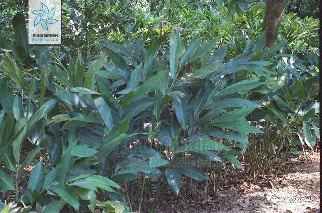 白寇调料是起什么作用的白豆蔻可用于胃热呕吐