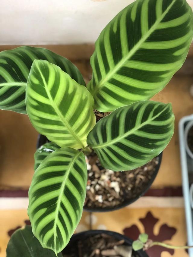 竹芋 竹芋，竹芋图片 生活