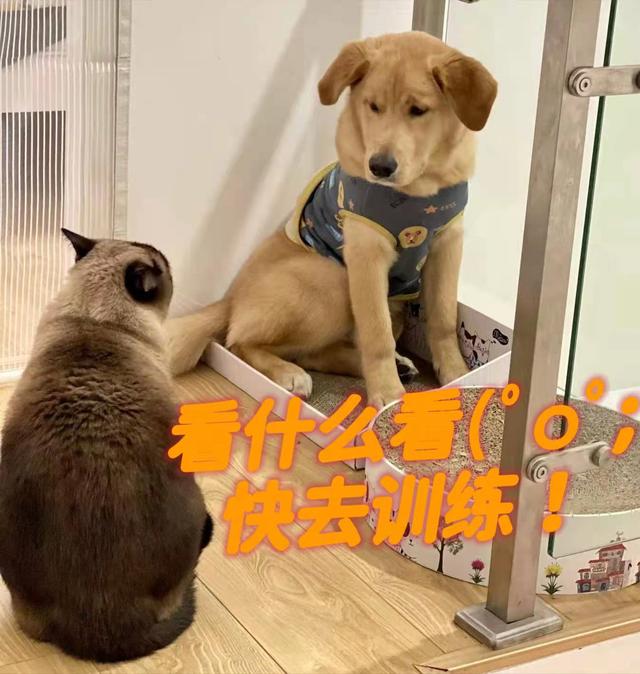 训练金毛犬