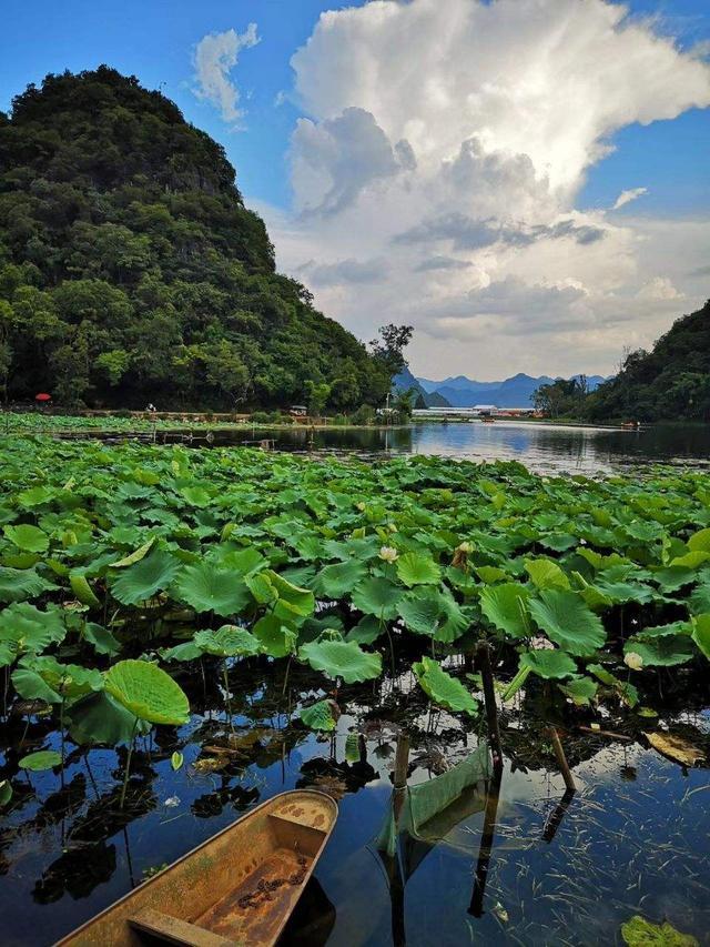 6月开什么花