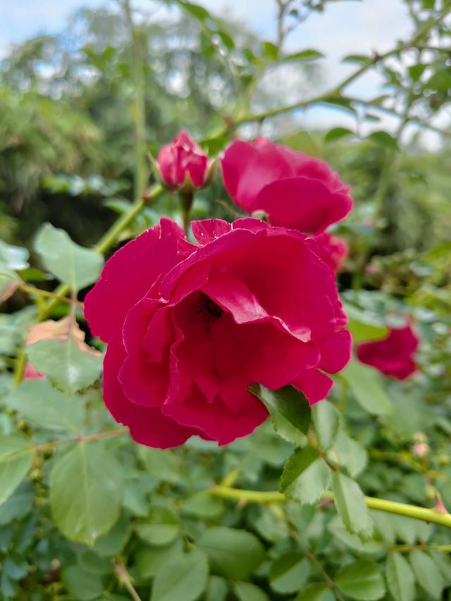散文：花开花落不间断，春去夏来五月天