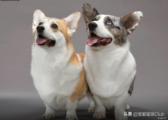 威尔士柯基犬