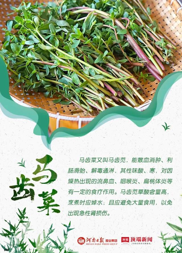 郑州野菜采摘地图出炉！香椿、荠荠菜...挖野菜全攻略，还不赶紧收藏
