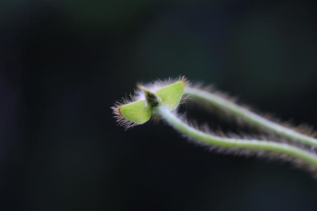 梦到挖树什么意思