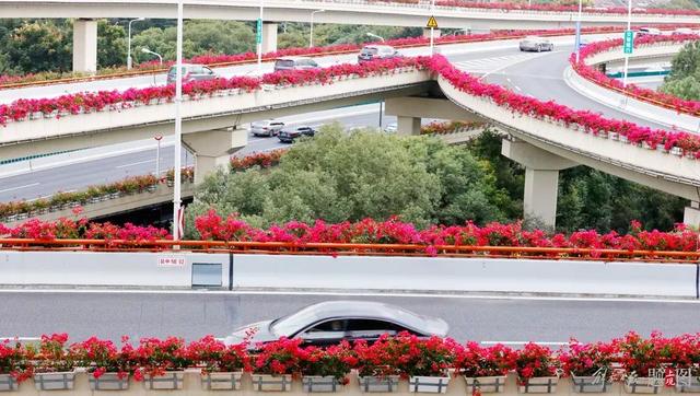 关注 申城高架路变身 空中花园 喜迎进博来客 全网搜