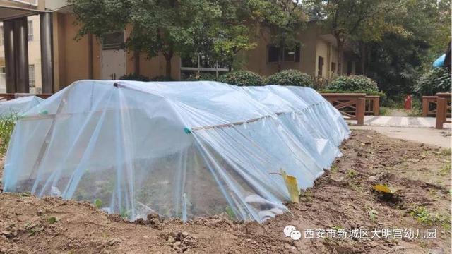 新城区大明宫幼儿园秋末冬初搭建“温室大棚”