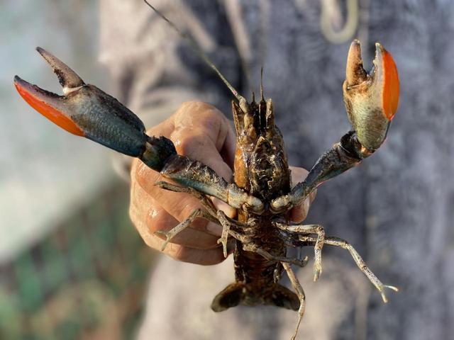 义乌首批澳洲淡水龙虾开捞，石明堂村“稻虾共养”生态农业见成效