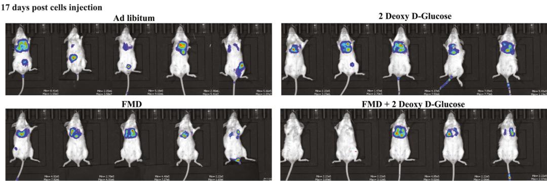 《细胞》子刊：饿了肚子，强了药效！科学家发现模拟禁食可抑制三阴性乳腺癌干细胞，并可增强靶向药疗效丨科学大发现