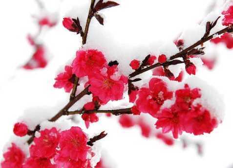 较短的原创现代诗（如果月亮有眼睛）