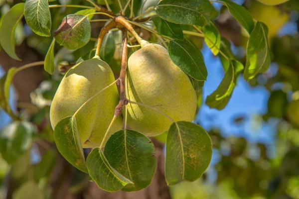 现在吃“一花一果”，润肺降火好过冬，便宜又好吃