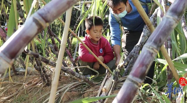 视频萌娃砍蔗记：来天河儿童公园体验丰收的喜悦