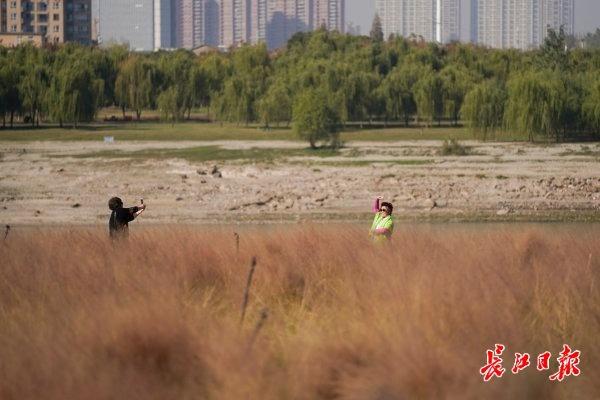 忘羡再生缘11一只漂亮的鹅卵石制砂机