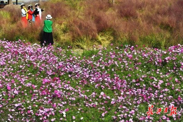 忘羡再生缘11一只漂亮的鹅卵石制砂机