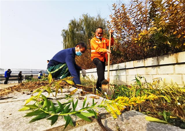 追踪｜郑州立即行动，铲除“加拿大一枝黄花”并无害化处理3