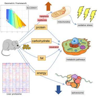 「Cell子刊」食物对抗疾病的效力远胜过药物！科学家的最新实验告诉你为什么