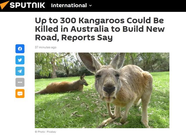 澳大利亚议会：300多只袋鼠影响修路，最省时省钱的方式是——射杀