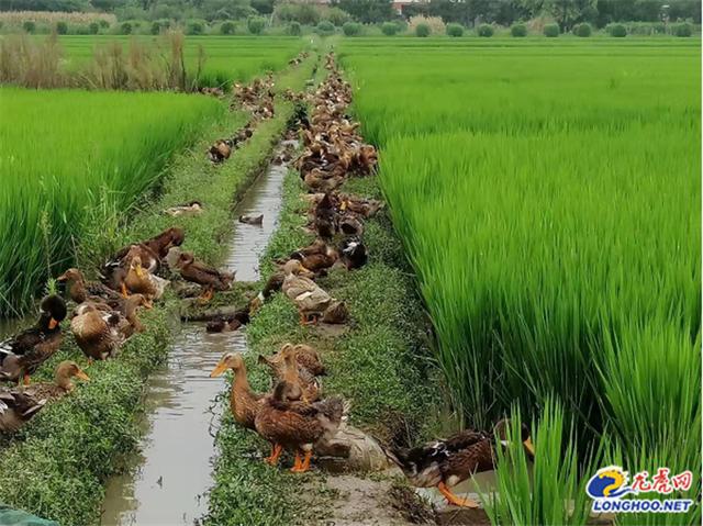 南京高淳固城街道 聚力乡村发展为乡村振兴注入新活力 Zh中文网