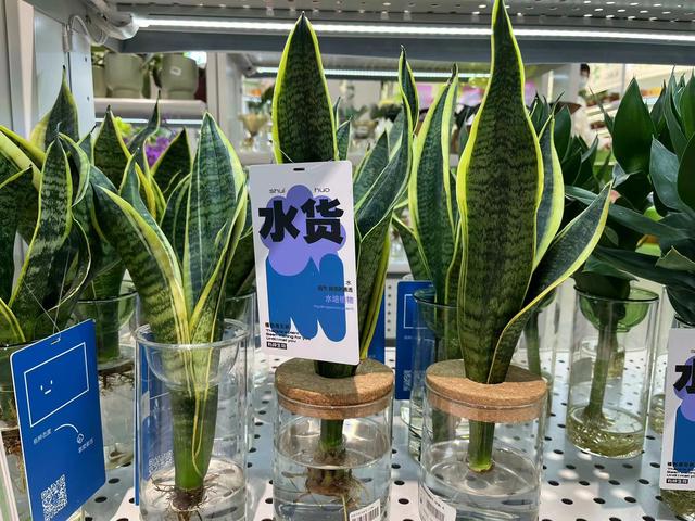 广州宠物用品店