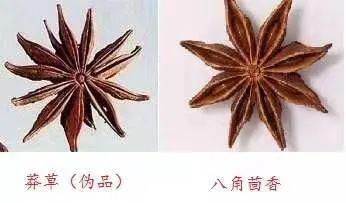 每日一膳 |八角茴香是厨房调味必备，但有伪品，小心辨识 ~广东省中医院杨志敏教授今日推荐