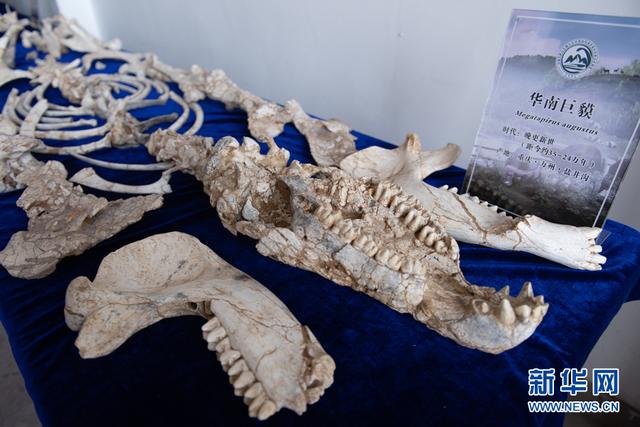 走进川渝古生物重点实验室这些重大发现首次展出 太阳信息网