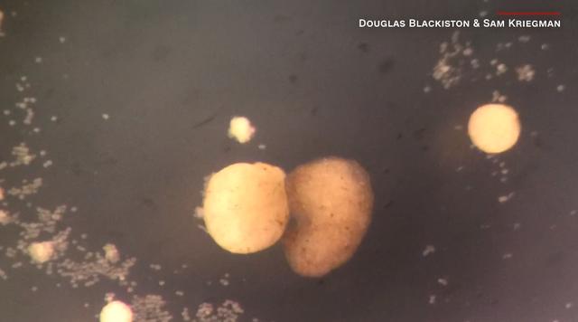 全球首个活体机器人实现自我繁衍