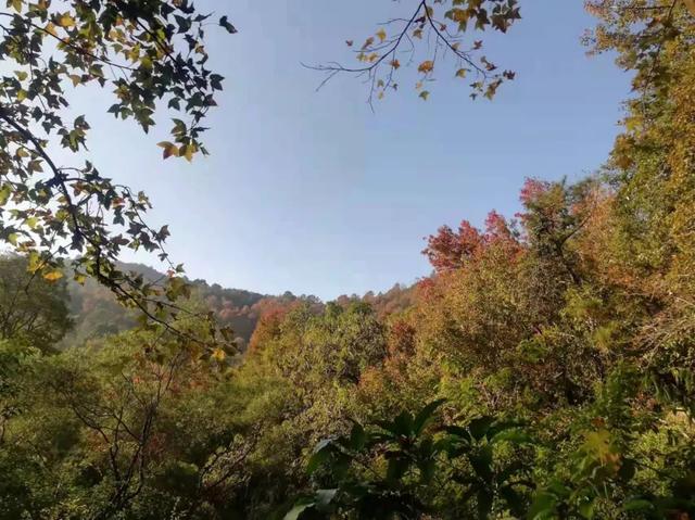 賞紅，蜚山霜月這邊楓景獨好