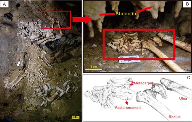 贵州双河洞10万年前大熊猫化石有重大发现 新闻红