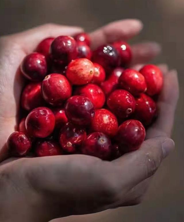 目前,蔓越莓鲜果价格已经达到了每斤150元.