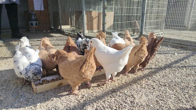 观赏鸽农村养殖创业好项目