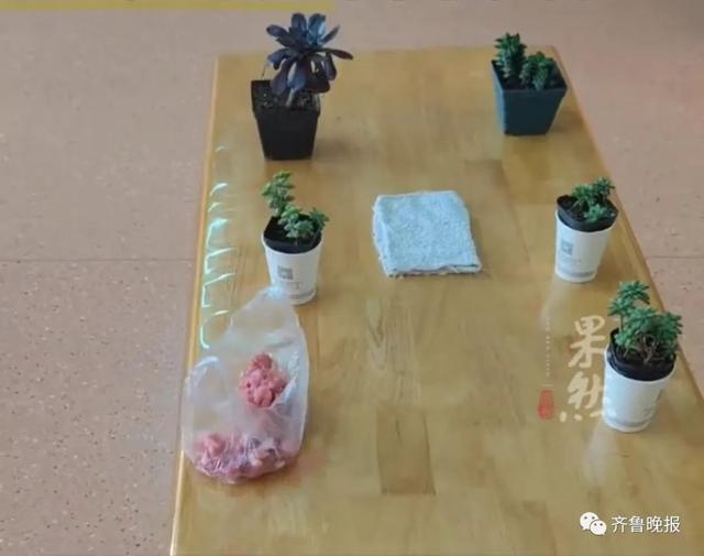 幼儿园让带盆多肉，山东一小男孩拎来“很多肉”！网友：这个场景我见过……