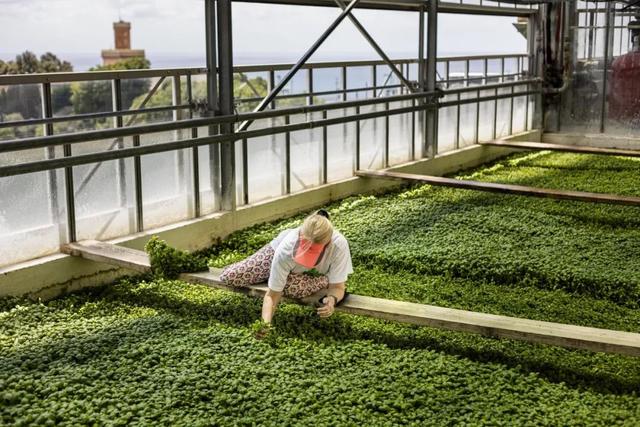 留兰香不能和什么同吃？兰香子吃多了有副作用吗，该问题已经解决