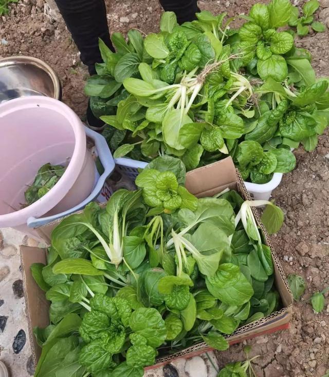 新华颍新幼儿园：与自然共融 向未来生长