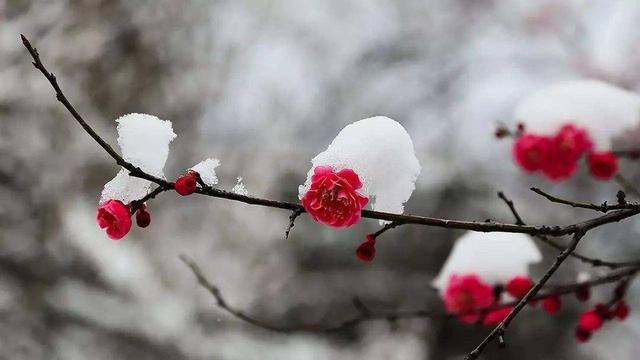 蜡梅树