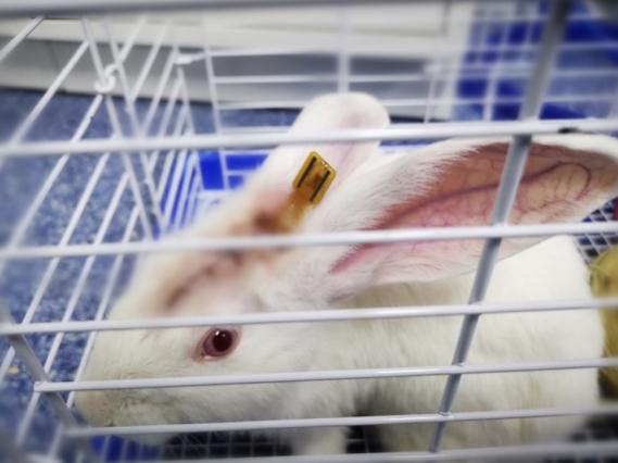 中国脑机接口最新进展_中国脑机接口目前发展水平