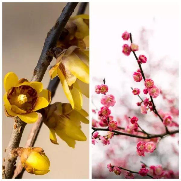 11月开什么花